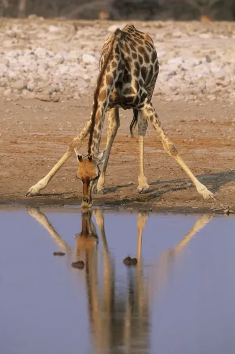 Framed Print : Giraffe - Drinking at Waterhole, Etosha National Park, Namibia, Africa MA000630 Framed Print : Giraffe - Drinking at Waterhole, Etosha National Park, Namibia, Africa MA000630