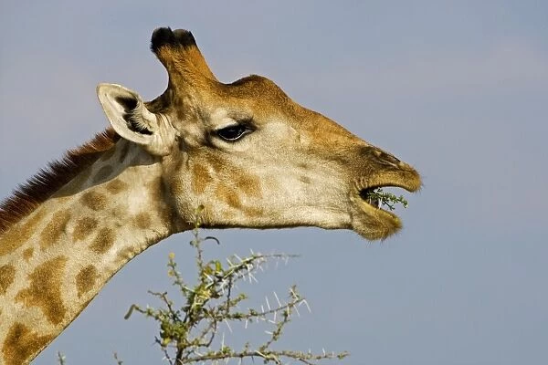 Giraffe - eating a thorn covered twig - Etosha National Park - Namibia - Africa