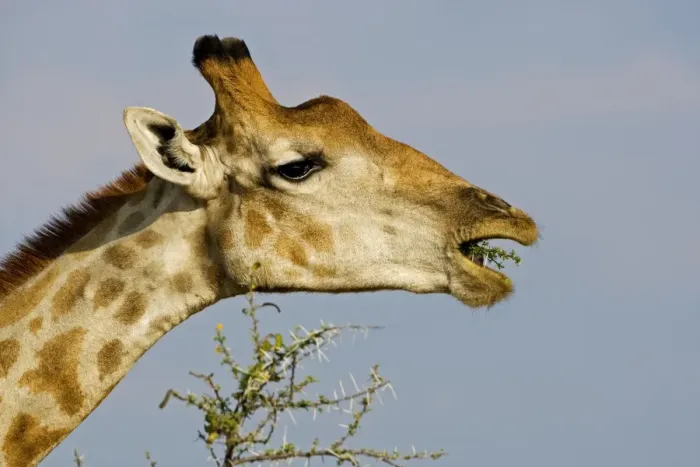 Framed Print : Giraffe - eating a thorn covered twig - Etosha National Park - Namibia - Africa Framed Print : Giraffe - eating a thorn covered twig - Etosha National Park - Namibia - Africa