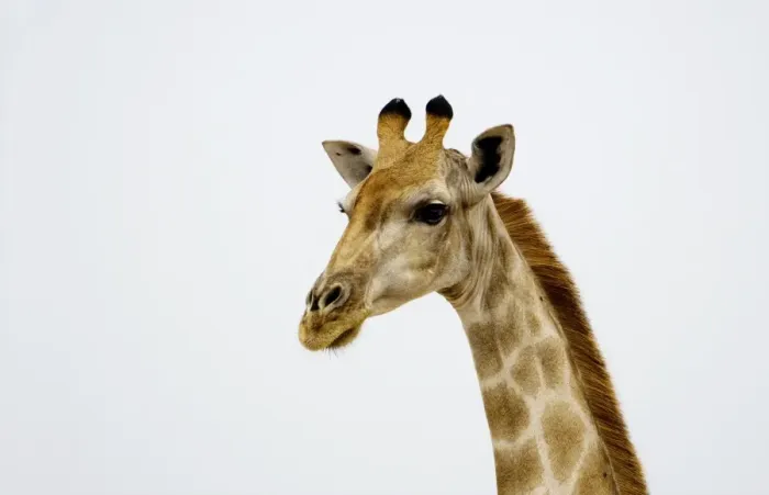 Framed Print : Giraffe - Etosha National Park - Namibia - Africa Framed Print : Giraffe - Etosha National Park - Namibia - Africa