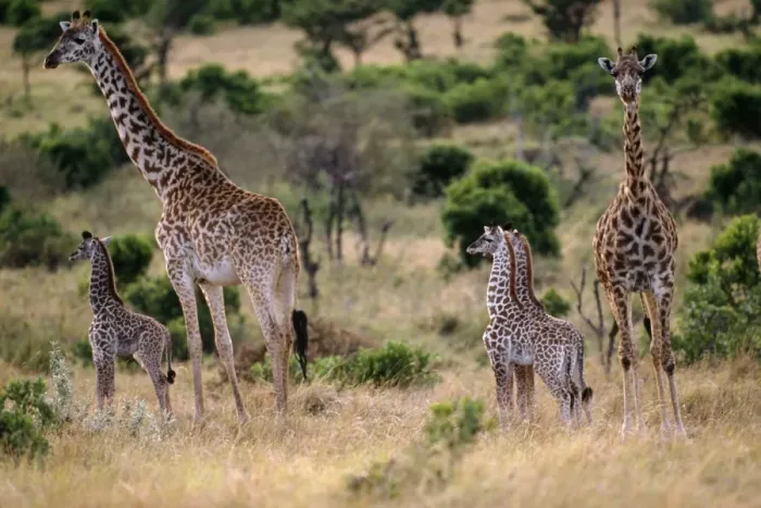 Framed Print : Giraffe Family Framed Print : Giraffe Family