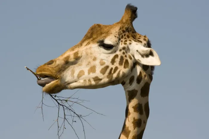 Framed Print : Giraffe - feeding Framed Print : Giraffe - feeding