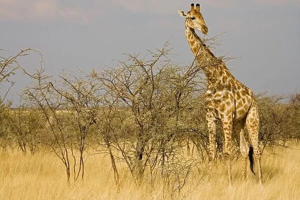 Giraffe - feeding on thorn bush - Etosha National Park - Namibia - Africa