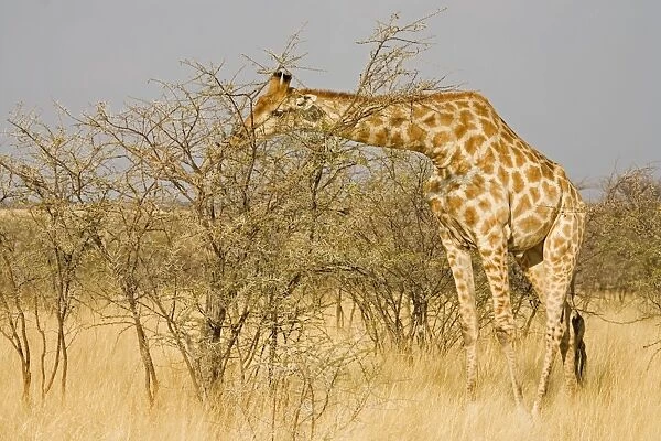 Giraffe - feeding on thorn bush - Etosha National Park - Namibia - Africa