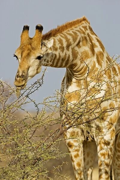 Giraffe - feeding on thorny branches - Etosha National Park - Namibia - Africa