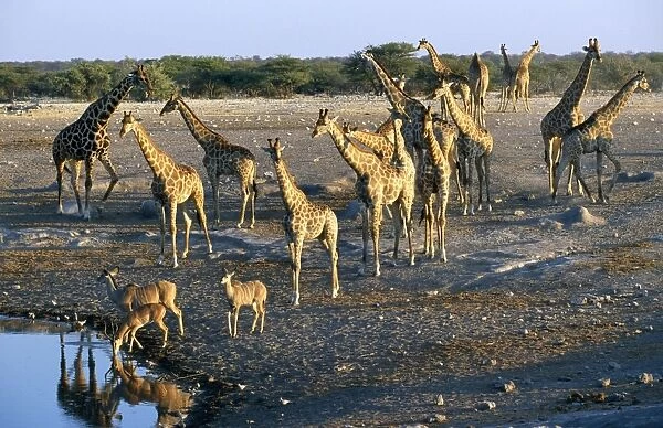 Giraffe - and Greater Kudu (Tragelaphus strepciceros) - Etosha National Park