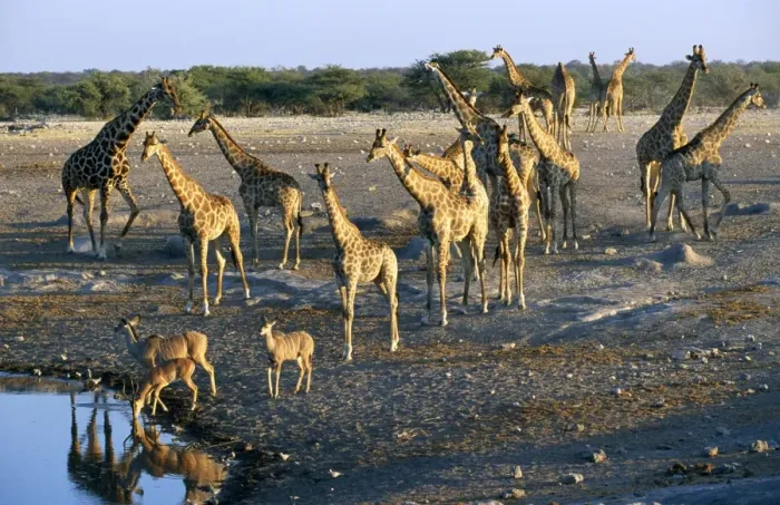 Framed Print : Giraffe - and Greater Kudu (Tragelaphus strepciceros) - Etosha National Park Framed Print : Giraffe - and Greater Kudu (Tragelaphus strepciceros) - Etosha National Park