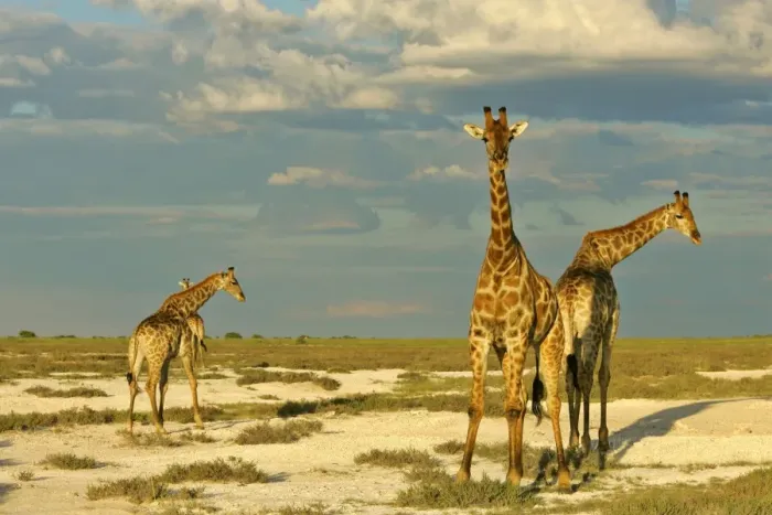 Framed Print : Giraffe group of four individuals standing in salt pan with approaching rainstorm Etosha National Park, Namibia, Africa Framed Print : Giraffe group of four individuals standing in salt pan with approaching rainstorm Etosha National Park, Namibia, Africa