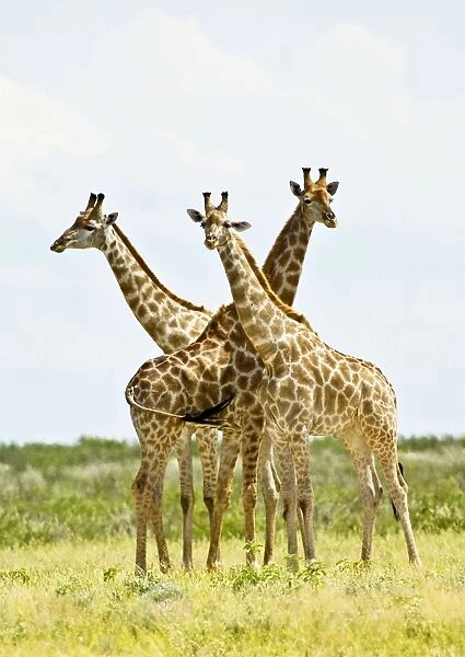 Giraffe - Group of three - Kalahari - Botswana