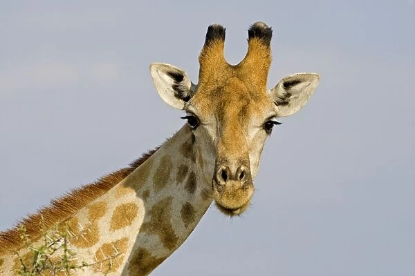 Giraffe - head and neck portrait - Etosha National Park - Namibia - Africa
