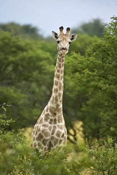 Giraffe - Head and neck showing above bushes - Kalahari - Botswana