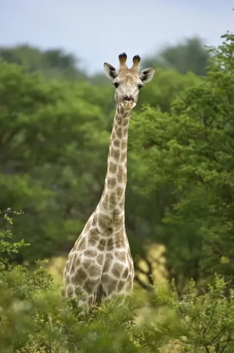 Framed Print : Giraffe - Head and neck showing above bushes - Kalahari - Botswana Framed Print : Giraffe - Head and neck showing above bushes - Kalahari - Botswana