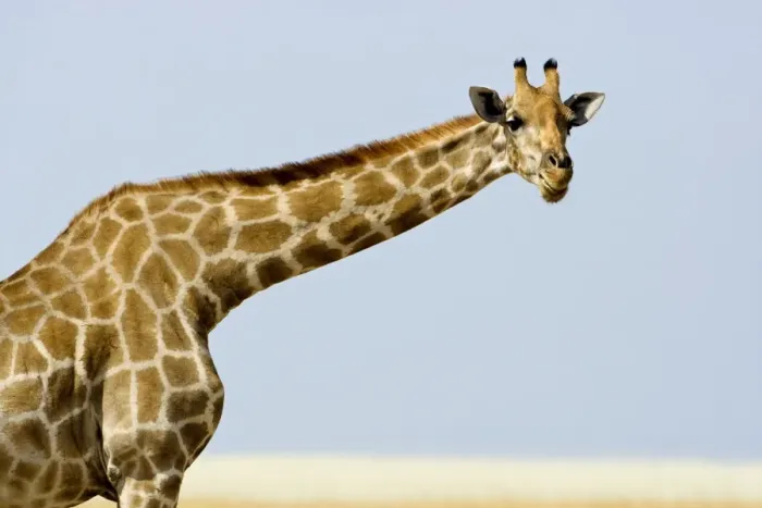 Framed Print : Giraffe - head and shoulder portrait - Etosha National Park - Namibia - Africa Framed Print : Giraffe - head and shoulder portrait - Etosha National Park - Namibia - Africa