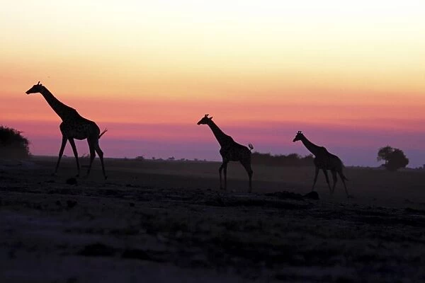 giraffe herd at sunset, Chobe NP, Botswana