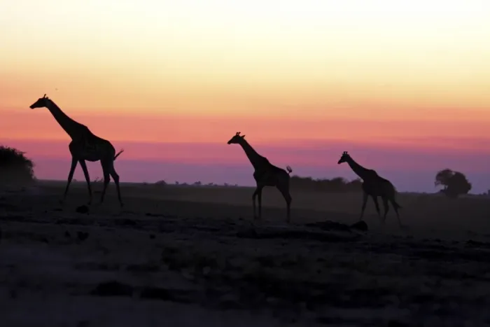 Framed Print : giraffe herd at sunset, Chobe NP, Botswana Framed Print : giraffe herd at sunset, Chobe NP, Botswana