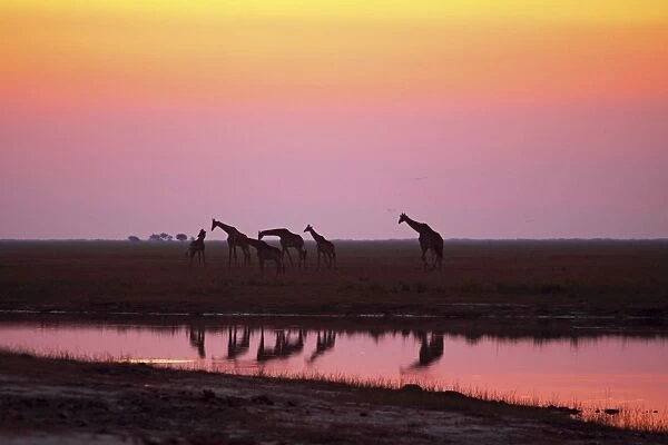 giraffe herd at sunset, Chobe NP, Botswana