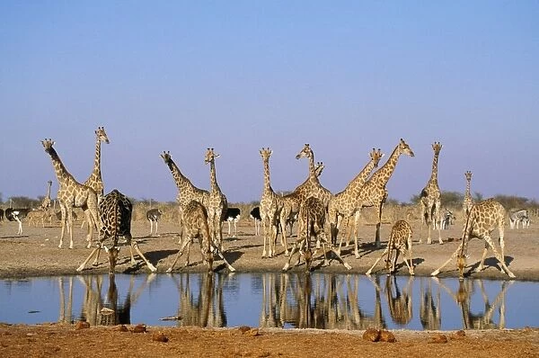 Giraffe - herd at waterhole Etosha National Park, Namibia, Africa