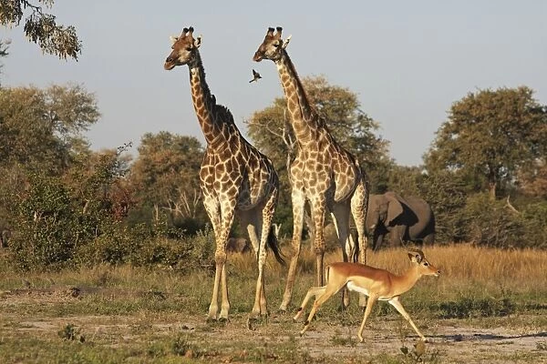 giraffe and impala, Savuti, Botswana