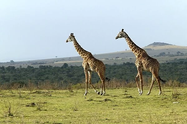Giraffe. Kenya - Africa
