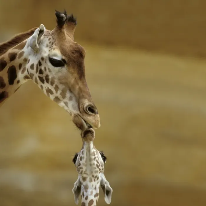 Framed Print : Giraffe Kissing young Giraffe Framed Print : Giraffe Kissing young Giraffe