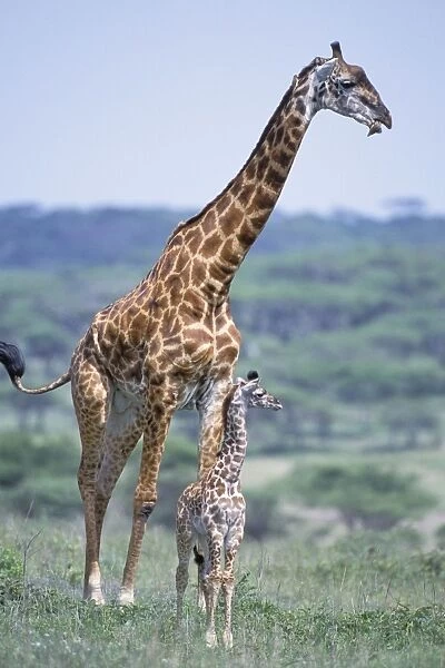 Giraffe - mother and newborn calf (less than 3 days old) - Ngorongoro Conservation Area - Tanzania