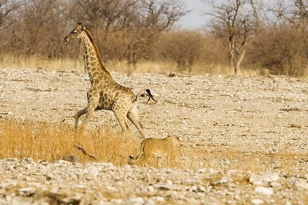 Giraffe - moving away from an approaching lioness - Etosha National Park - Namibia - Africa