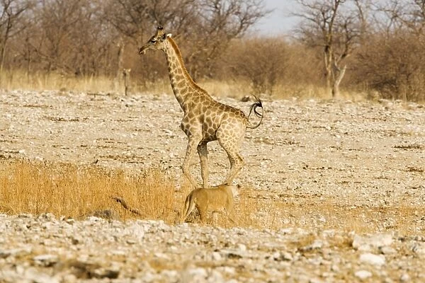 Giraffe - moving away from an approaching lioness - Etosha National Park - Namibia - Africa