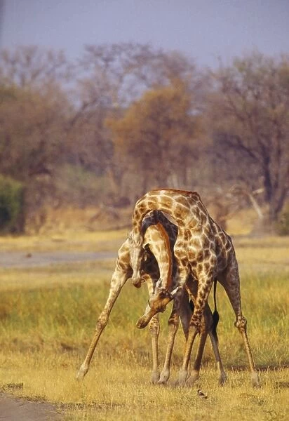 Giraffe - two with necks entwined - Botswana, Africa