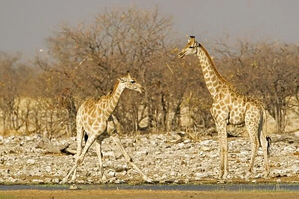 Giraffe - pair drinking at a water hole - Etosha National Park - Namibia - Africa