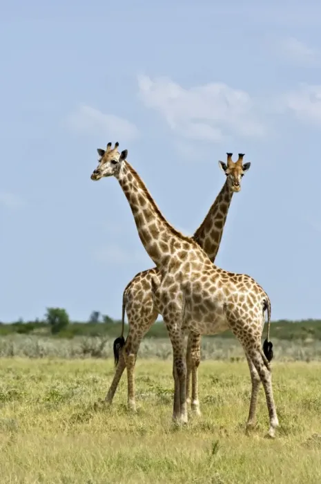 Framed Print : Giraffe - Pair standing - Kalahari - Botswana Framed Print : Giraffe - Pair standing - Kalahari - Botswana