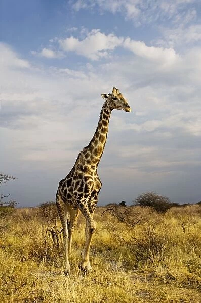 Giraffe - portrait after a heavy rain shower - Etosha National Park - Namibia - Africa