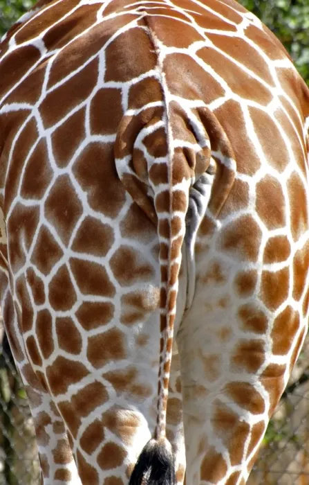 Framed Print : Giraffe - rear view - Africa Framed Print : Giraffe - rear view - Africa