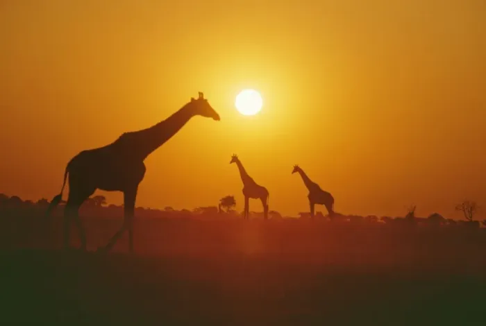 Framed Print : Giraffe - silhouettes, Botswana, Africa Framed Print : Giraffe - silhouettes, Botswana, Africa
