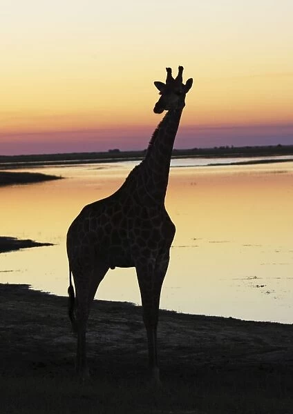 giraffe at sunset, Chobe NP, Botswana