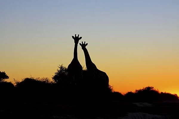 giraffe at sunset, Chobe NP, Botswana