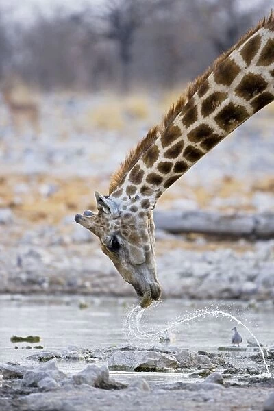 Giraffe - water patterns resulting from the head being whipped up - Etosha National Park - Namibia - Africa
