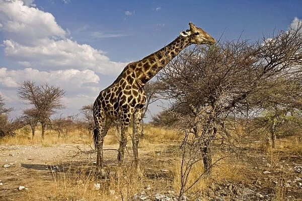 Giraffe - Wide angle shot of an adult feeding - Etosha National Park - Namibia - Africa
