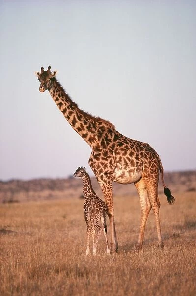 Giraffe YAB 686 Adult with young Giraffa camelopardalis © Yann Arthus-Bertrand  /  ARDEA LONDON