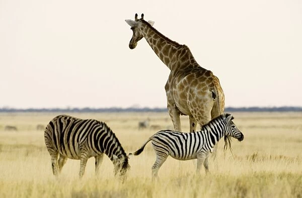 Giraffe - and Zebra on open grass land at dusk - Etosha National Park - Namibia - Africa