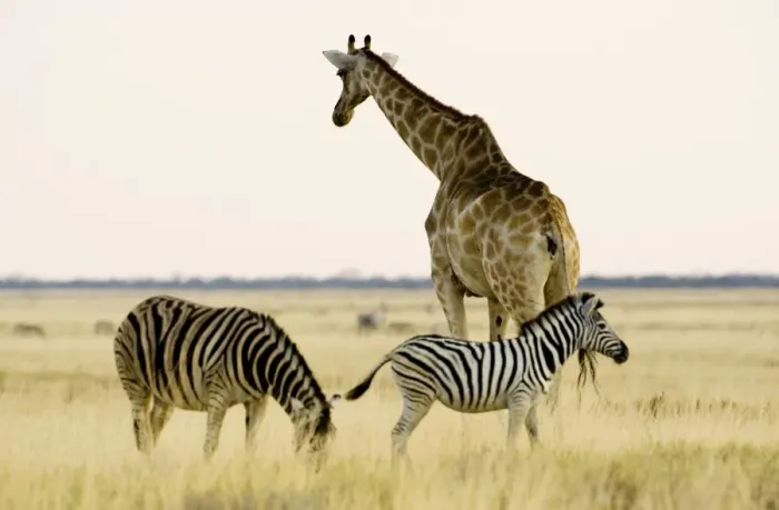 Framed Print : Giraffe - and Zebra on open grass land at dusk - Etosha National Park - Namibia - Africa Framed Print : Giraffe - and Zebra on open grass land at dusk - Etosha National Park - Namibia - Africa