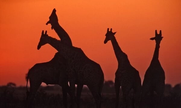 Giraffes CRH 964 Necking at sunset Nxai Pan, Botswana Giraffa camelopardalis © Chris Harvey  /  ardea. com