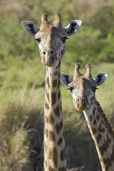 Giraffes - Masai Mara Reserve - Kenya