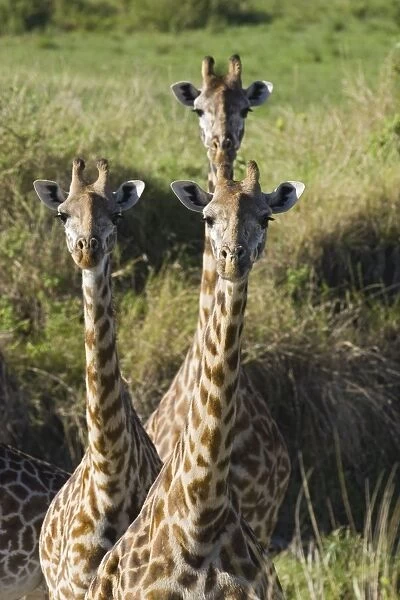 Giraffes - Masai Mara Reserve - Kenya