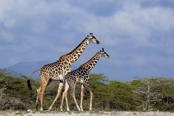 Giraffes - Saadani Natural Park - Tanzania - Africa