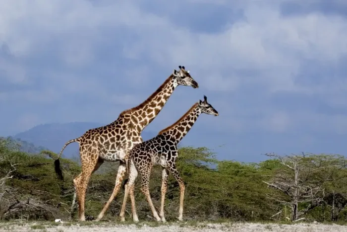 Framed Print : Giraffes - Saadani Natural Park - Tanzania - Africa Framed Print : Giraffes - Saadani Natural Park - Tanzania - Africa