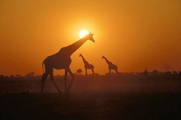 Giraffes - at sunset, Botswana, Africa