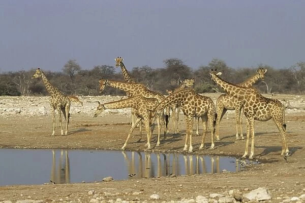 Giraffes - At Waterhole, Etosha National Park, Namibia, Africa MA001153