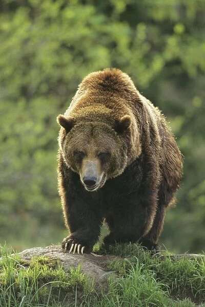 Gizzly Bear portrait - Rocky mountains MA1457