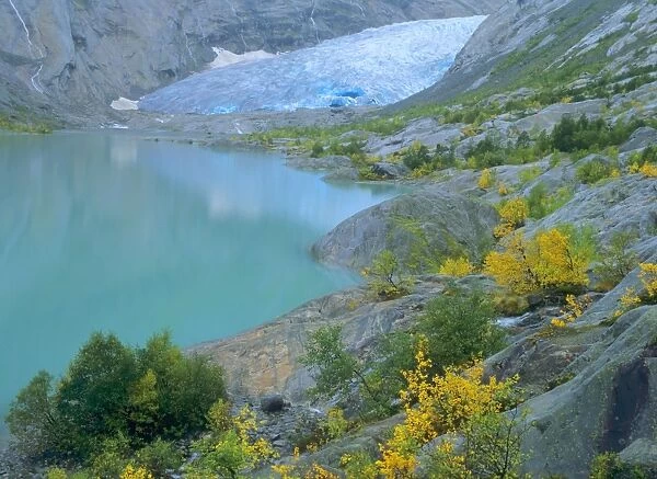 Glacier blue ice and glacial lake of Nigardsbreen glacier decorated with colourful turned mountain birches Nigardsbreen, Jostedalsbreen National Park, Norway