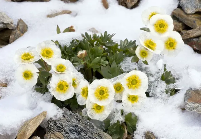 Framed Print : Glacier Crowfoot - flowering through snow at high altitude, c. 3000m. Swiss Alps Framed Print : Glacier Crowfoot - flowering through snow at high altitude, c. 3000m. Swiss Alps